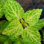 Coleus plant collections 40- 45 varieties - Cuttings