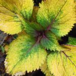 Coleus plant collections 40- 45 varieties - Cuttings