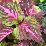 Coleus plant collections 40- 45 varieties - Cuttings