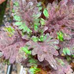 Coleus plant collections 40- 45 varieties - Cuttings
