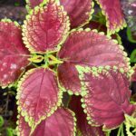 Coleus plant collections 40- 45 varieties - Cuttings