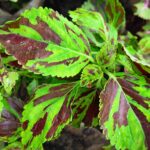 Coleus plant collections 40- 45 varieties - Cuttings