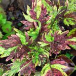 Coleus plant collections 40- 45 varieties - Cuttings