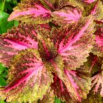 Coleus plant collections 40- 45 varieties - Cuttings