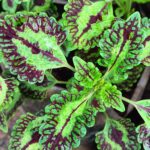 Coleus plant collections 40- 45 varieties - Cuttings