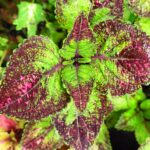 Coleus plant collections 40- 45 varieties - Cuttings