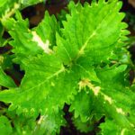 Coleus plant collections 40- 45 varieties - Cuttings
