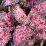 Coleus plant collections 40- 45 varieties - Cuttings