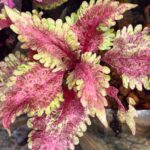 Coleus plant collections 40- 45 varieties - Cuttings