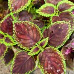 Coleus plant collections 40- 45 varieties - Cuttings