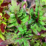 Coleus plant collections 40- 45 varieties - Cuttings