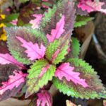 Coleus plant collections 40- 45 varieties - Cuttings