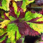 Coleus plant collections 40- 45 varieties - Cuttings