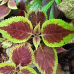 Coleus plant collections 40- 45 varieties - Cuttings