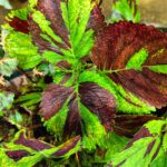Coleus plant collections 40- 45 varieties - Cuttings