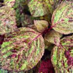 Coleus plant collections 40- 45 varieties - Cuttings