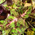 Coleus plant collections 40- 45 varieties - Cuttings
