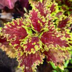Coleus plant collections 40- 45 varieties - Cuttings