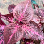 Coleus plant collections 40- 45 varieties - Cuttings
