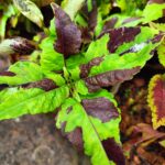 Coleus plant collections 40- 45 varieties - Cuttings