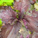 Coleus plant collections 40- 45 varieties - Cuttings