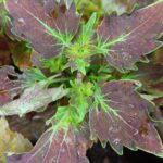 Coleus plant collections 40- 45 varieties - Cuttings
