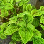 Coleus plant collections 40- 45 varieties - Cuttings