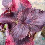 Coleus plant collections 40- 45 varieties - Cuttings