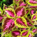 Coleus plant collections 40- 45 varieties - Cuttings