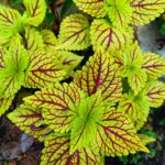 Coleus plant collections 40- 45 varieties - Cuttings