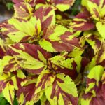 Coleus plant collections 40- 45 varieties - Cuttings