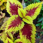 Coleus plant collections 40- 45 varieties - Cuttings
