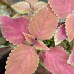 Coleus plant collections 40- 45 varieties - Cuttings