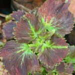 Coleus plant collections 40- 45 varieties - Cuttings