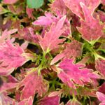 Coleus plant collections 40- 45 varieties - Cuttings
