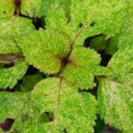 Coleus plant collections 40- 45 varieties - Cuttings