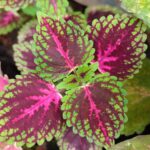 Coleus plant collections 40- 45 varieties - Cuttings