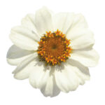 Zinnia (Mixed - OP)