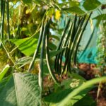 Rice beans (Tiny climbing beans)