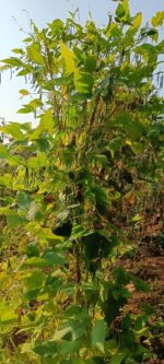 Rice beans (Tiny climbing beans)