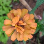 Zinnia (Mixed - OP)