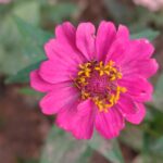 Zinnia (Mixed - OP)