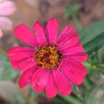 Zinnia (Mixed - OP)