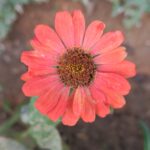 Zinnia (Mixed - OP)
