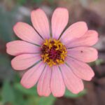 Zinnia (Mixed - OP)