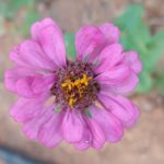 Zinnia (Mixed - OP)