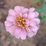 Zinnia (Mixed - OP)