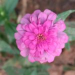 Zinnia (Mixed - OP)