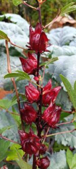 Roselle (Hibiscus sabdariffa) | Puli venda | Mathi puli (Okra)