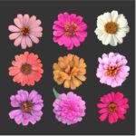 Zinnia (Mixed - OP)